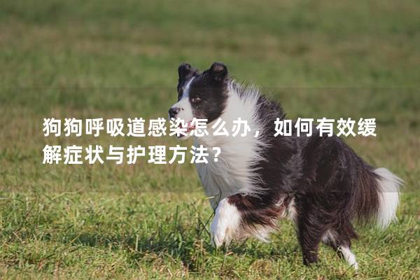 狗狗呼吸道感染怎么办，如何有效缓解症状与护理方法？