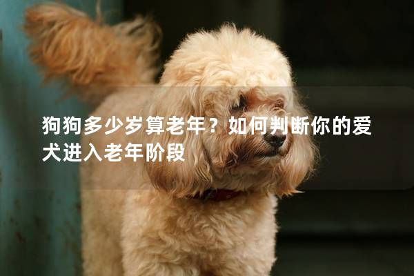 狗狗多少岁算老年？如何判断你的爱犬进入老年阶段