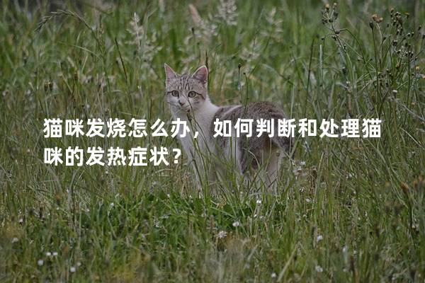 猫咪发烧怎么办，如何判断和处理猫咪的发热症状？