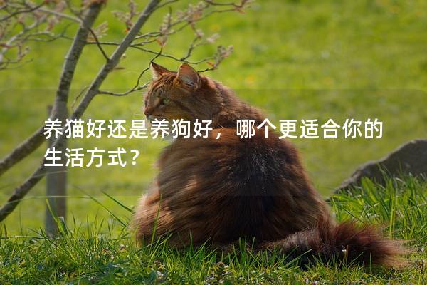 养猫好还是养狗好，哪个更适合你的生活方式？