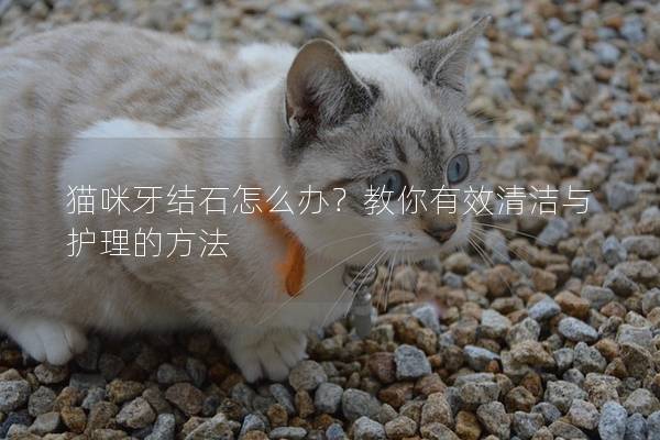 猫咪牙结石怎么办？教你有效清洁与护理的方法