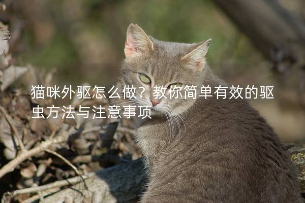 猫咪外驱怎么做？教你简单有效的驱虫方法与注意事项