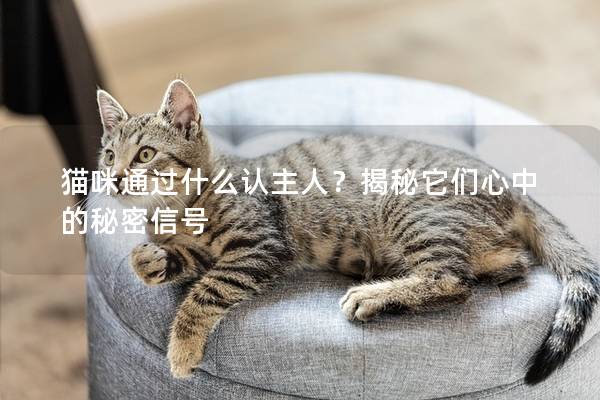 猫咪通过什么认主人？揭秘它们心中的秘密信号