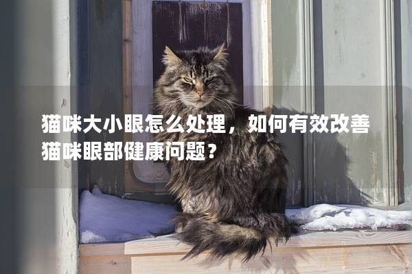 猫咪大小眼怎么处理，如何有效改善猫咪眼部健康问题？