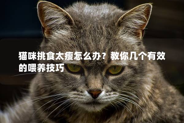 猫咪挑食太瘦怎么办？教你几个有效的喂养技巧