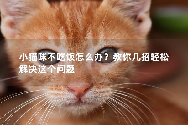 小猫咪不吃饭怎么办？教你几招轻松解决这个问题