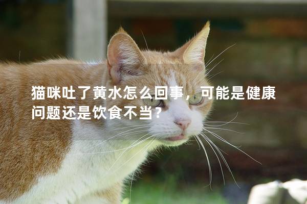 猫咪吐了黄水怎么回事，可能是健康问题还是饮食不当？