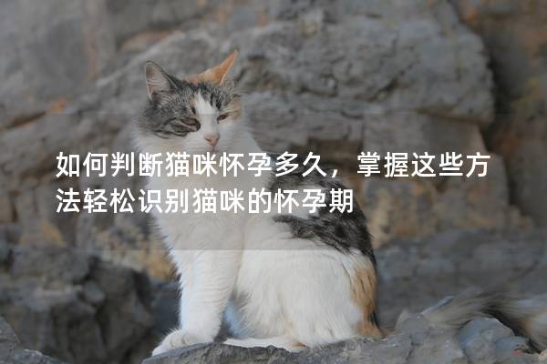 如何判断猫咪怀孕多久，掌握这些方法轻松识别猫咪的怀孕期