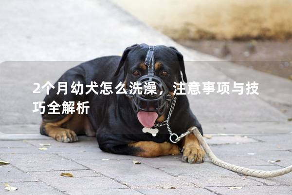 2个月幼犬怎么洗澡，注意事项与技巧全解析