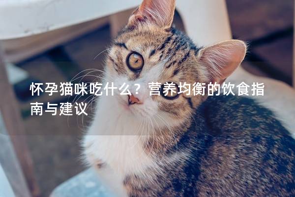 怀孕猫咪吃什么？营养均衡的饮食指南与建议