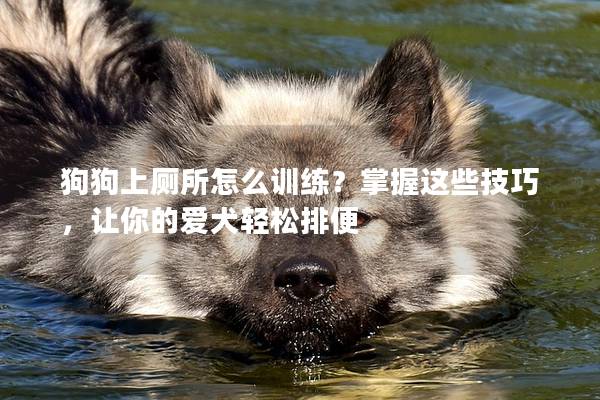 狗狗上厕所怎么训练？掌握这些技巧，让你的爱犬轻松排便