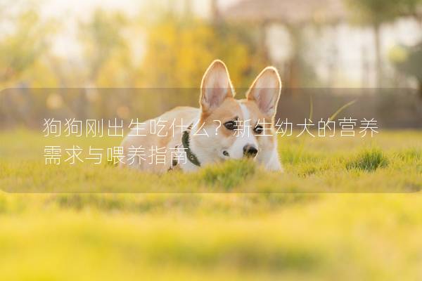 狗狗刚出生吃什么？新生幼犬的营养需求与喂养指南