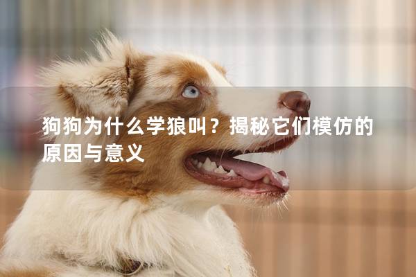 狗狗为什么学狼叫？揭秘它们模仿的原因与意义