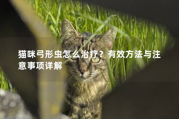 猫咪弓形虫怎么治疗？有效方法与注意事项详解