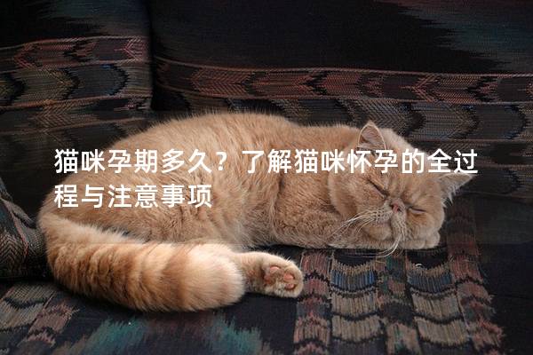 猫咪孕期多久？了解猫咪怀孕的全过程与注意事项