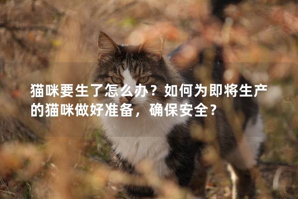 猫咪要生了怎么办？如何为即将生产的猫咪做好准备，确保安全？