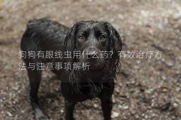 狗狗有眼线虫用什么药？有效治疗方法与注意事项解析