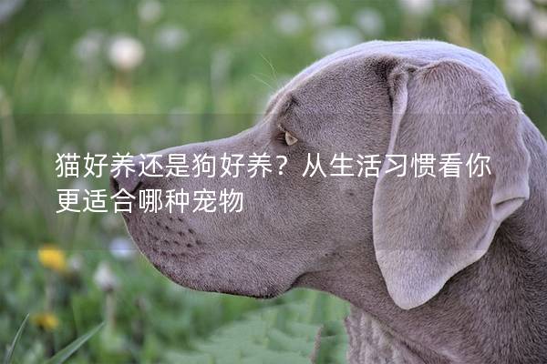 猫好养还是狗好养？从生活习惯看你更适合哪种宠物