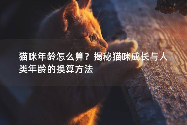 猫咪年龄怎么算？揭秘猫咪成长与人类年龄的换算方法