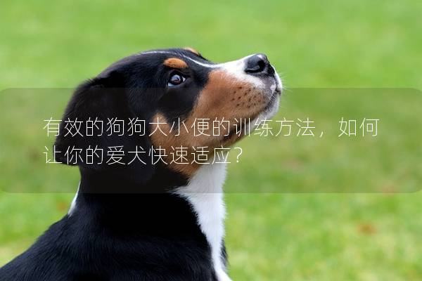 有效的狗狗大小便的训练方法，如何让你的爱犬快速适应？