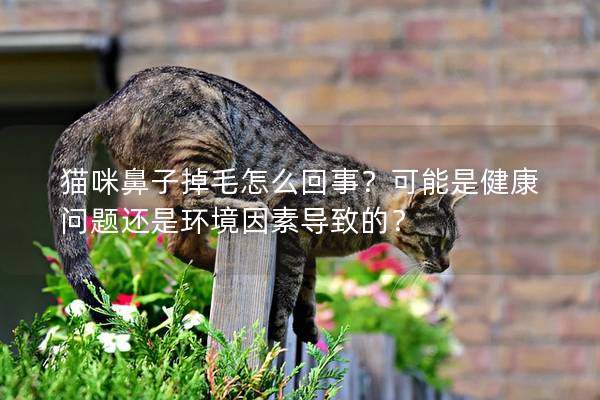 猫咪鼻子掉毛怎么回事？可能是健康问题还是环境因素导致的？