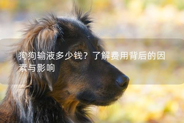 狗狗输液多少钱？了解费用背后的因素与影响