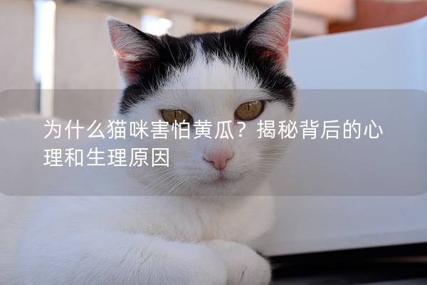 为什么猫咪害怕黄瓜？揭秘背后的心理和生理原因