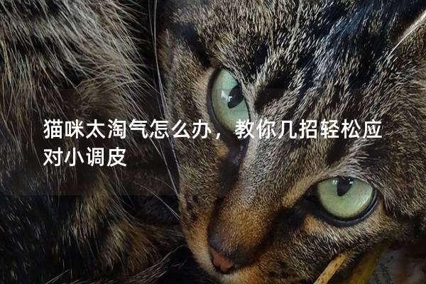 猫咪太淘气怎么办，教你几招轻松应对小调皮