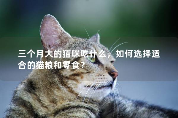 三个月大的猫咪吃什么，如何选择适合的猫粮和零食？