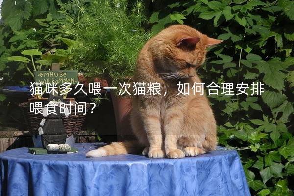 猫咪多久喂一次猫粮，如何合理安排喂食时间？