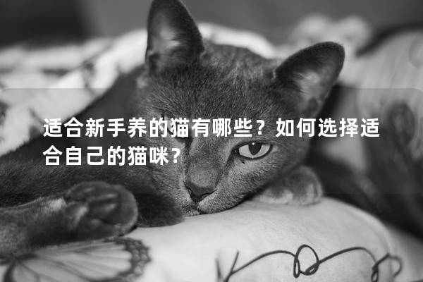 适合新手养的猫有哪些？如何选择适合自己的猫咪？