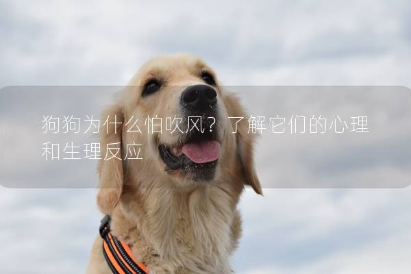 狗狗为什么怕吹风？了解它们的心理和生理反应