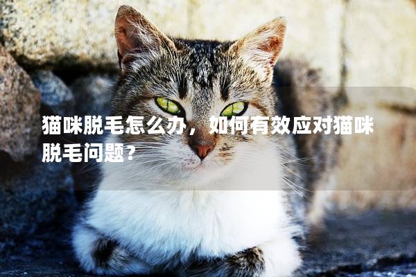 猫咪脱毛怎么办，如何有效应对猫咪脱毛问题？