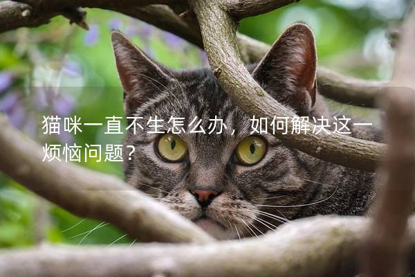 猫咪一直不生怎么办，如何解决这一烦恼问题？