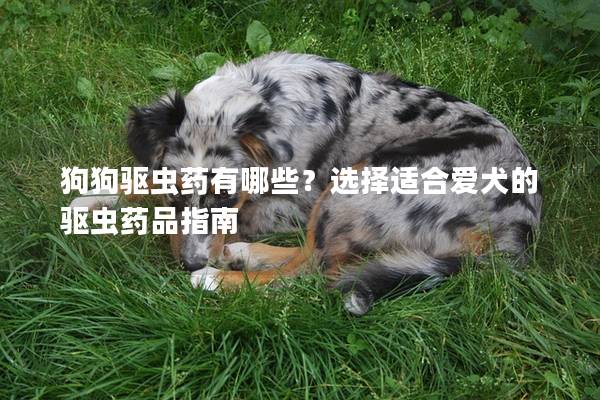 狗狗驱虫药有哪些？选择适合爱犬的驱虫药品指南