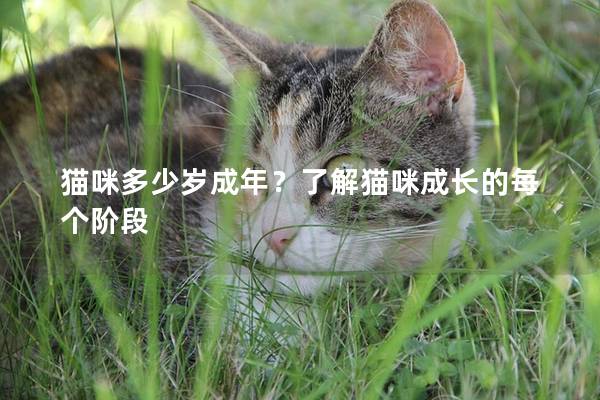 猫咪多少岁成年？了解猫咪成长的每个阶段