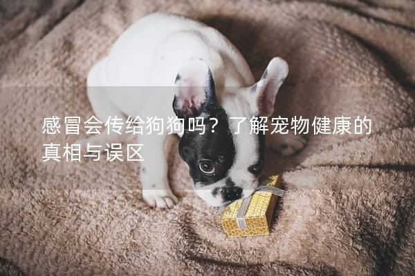 感冒会传给狗狗吗？了解宠物健康的真相与误区