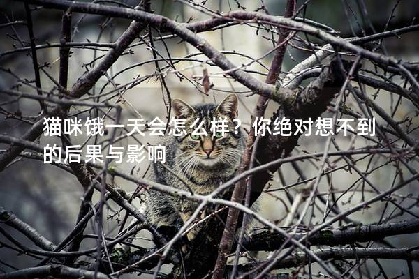 猫咪饿一天会怎么样？你绝对想不到的后果与影响