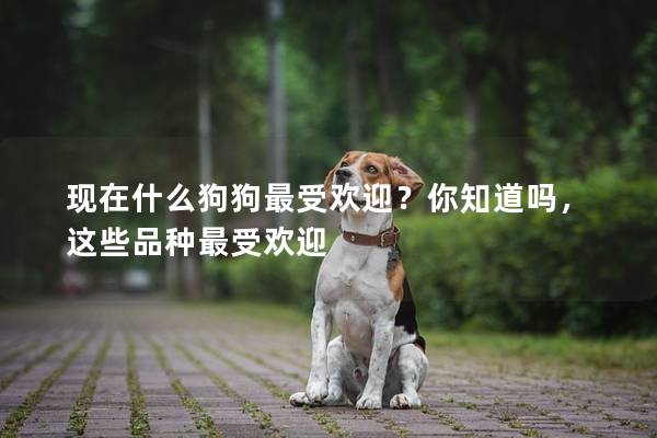 现在什么狗狗最受欢迎？你知道吗，这些品种最受欢迎