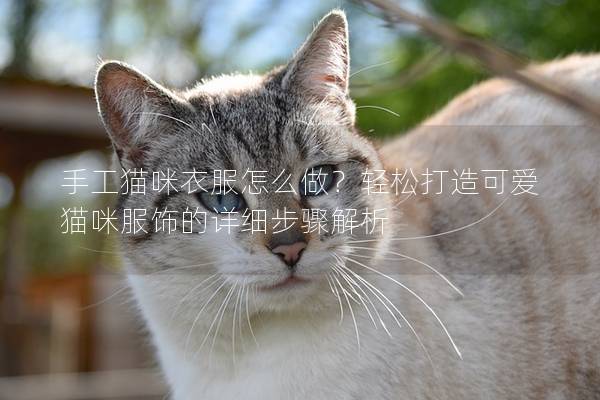 手工猫咪衣服怎么做？轻松打造可爱猫咪服饰的详细步骤解析