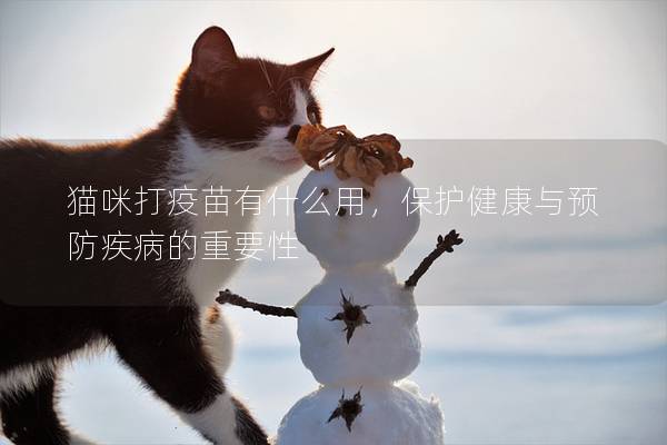 猫咪打疫苗有什么用，保护健康与预防疾病的重要性