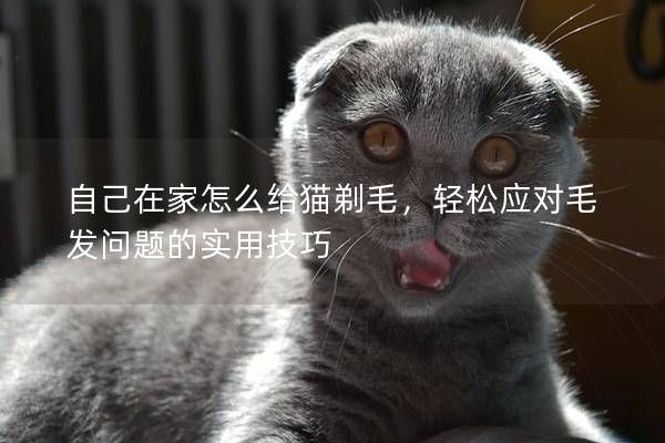 自己在家怎么给猫剃毛，轻松应对毛发问题的实用技巧