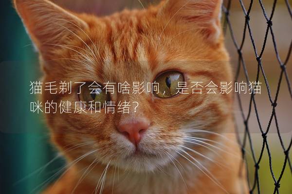 猫毛剃了会有啥影响，是否会影响猫咪的健康和情绪？