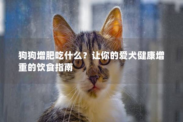 狗狗增肥吃什么？让你的爱犬健康增重的饮食指南