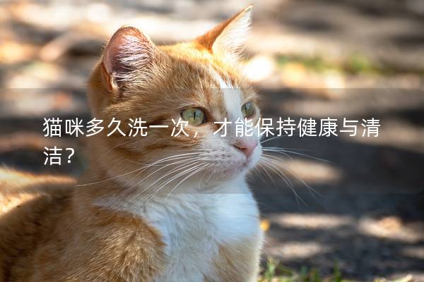 猫咪多久洗一次，才能保持健康与清洁？