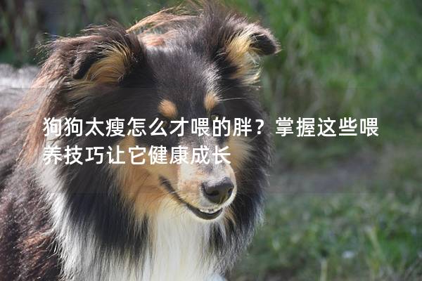 狗狗太瘦怎么才喂的胖？掌握这些喂养技巧让它健康成长