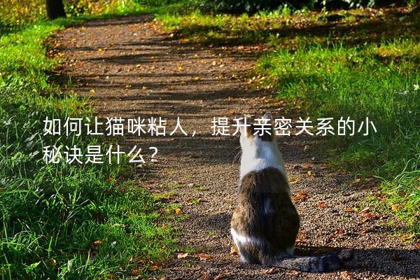 如何让猫咪粘人，提升亲密关系的小秘诀是什么？