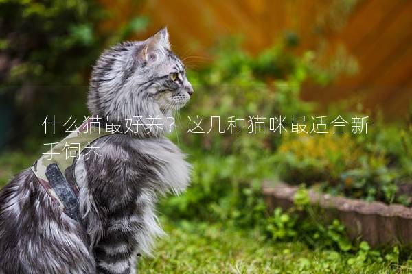 什么猫最好养？这几种猫咪最适合新手饲养