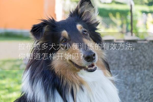 拉布拉多犬大小便训练的有效方法,你知道怎样开始吗？