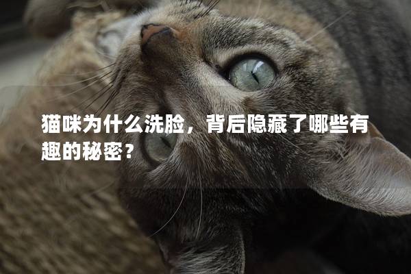 猫咪为什么洗脸，背后隐藏了哪些有趣的秘密？